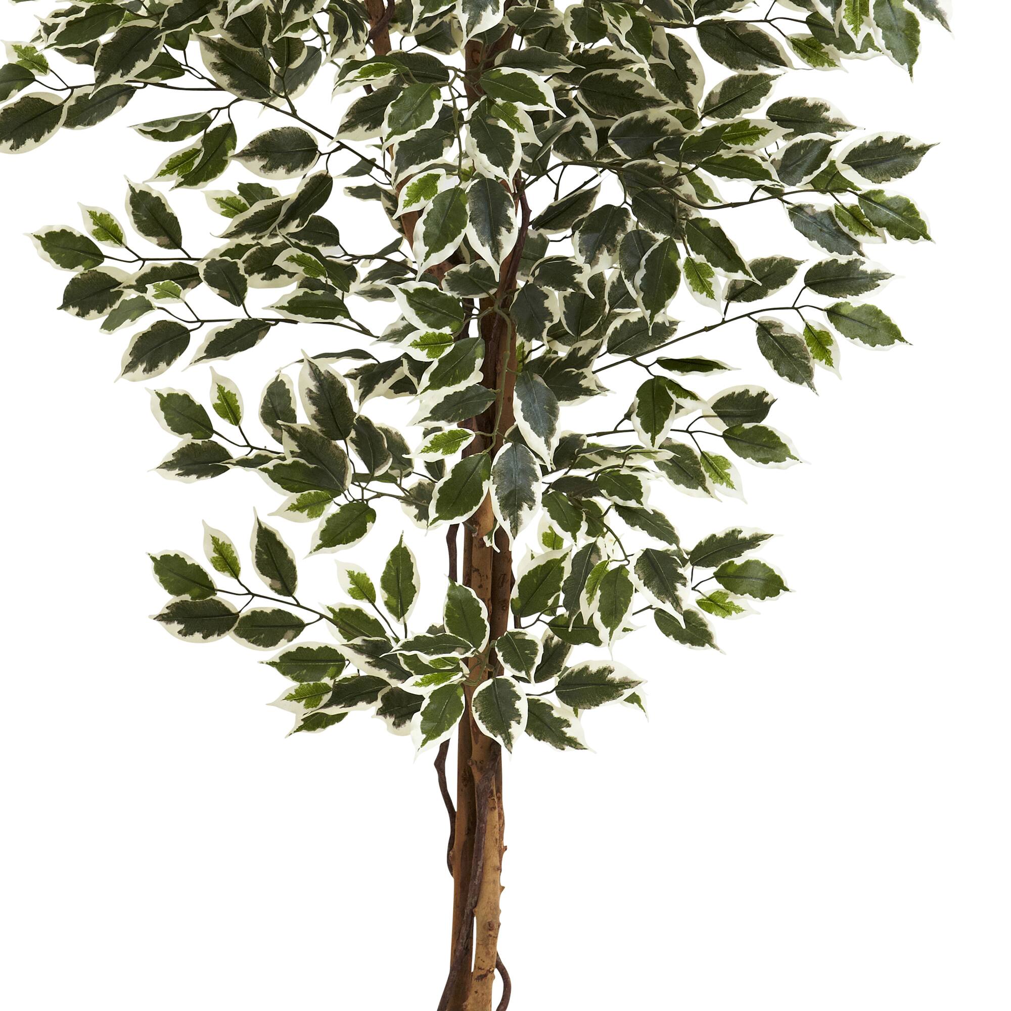 6ft. Potted Hawaiian Ficus Tree